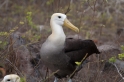 075 Waved albatross 12